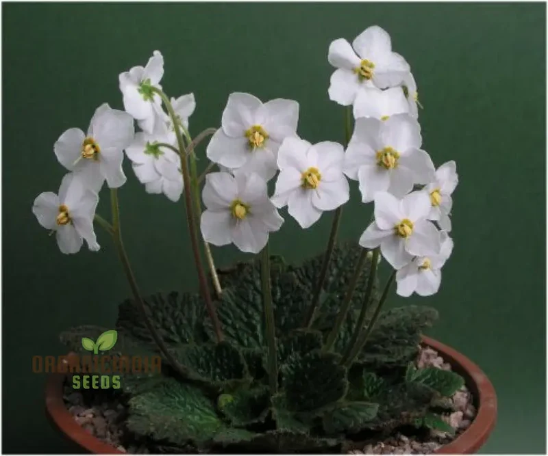 Ramonda Myconi Alba Flower Seeds For Planting, Cultivating Elegant White Alpine Blooms