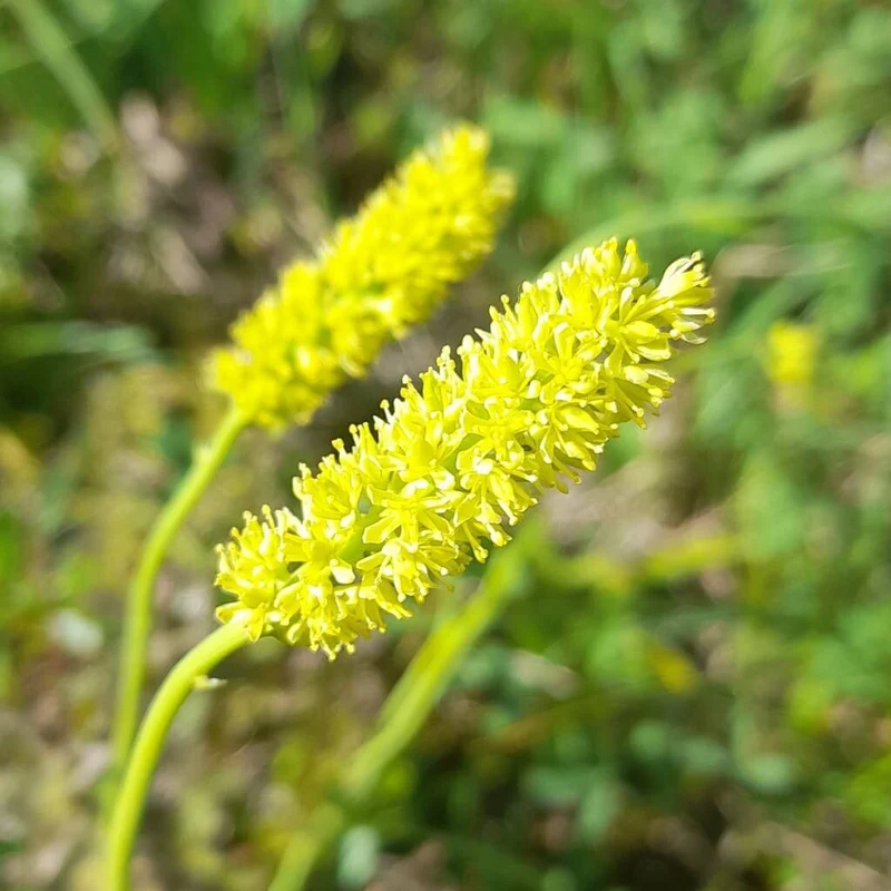 Tofieldia Calyculata Seeds for Gardening Enthusiasts | Exotic Seeds Collection