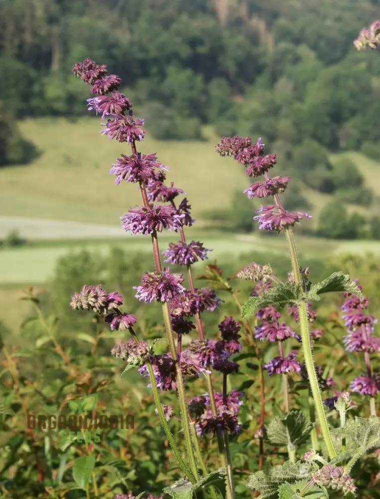 Salvia Verticillata Seeds - Premium Garden Perennial Flower Seeds for Vibrant Blooms | Buy Gardening Seeds Online