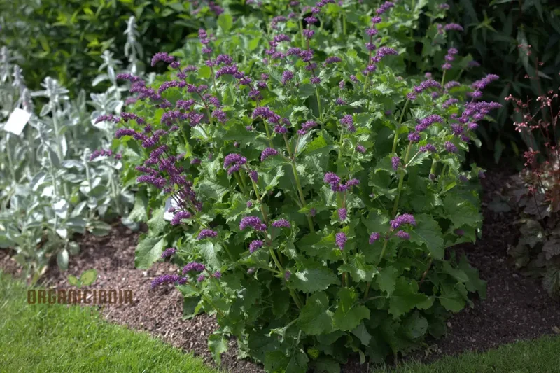 Salvia Verticillata Seeds - Premium Garden Perennial Flower Seeds for Vibrant Blooms | Buy Gardening Seeds Online