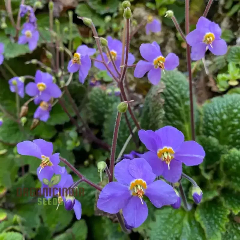 Ramonda Myconi Seeds – Alpine Rock Garden Flower