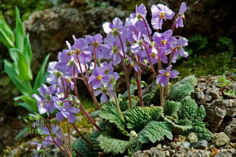 Ramonda Myconi Seeds – Alpine Rock Garden Flower