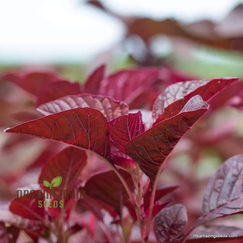 Amaranth Red Garnet Seeds - Organic Gardening Seeds for Vibrant Red Amaranth