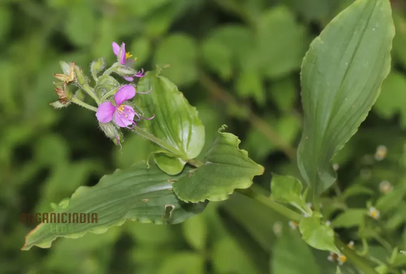TINANTIA ERECTA Seeds for Gardening Enthusiasts - Premium Quality Seeds