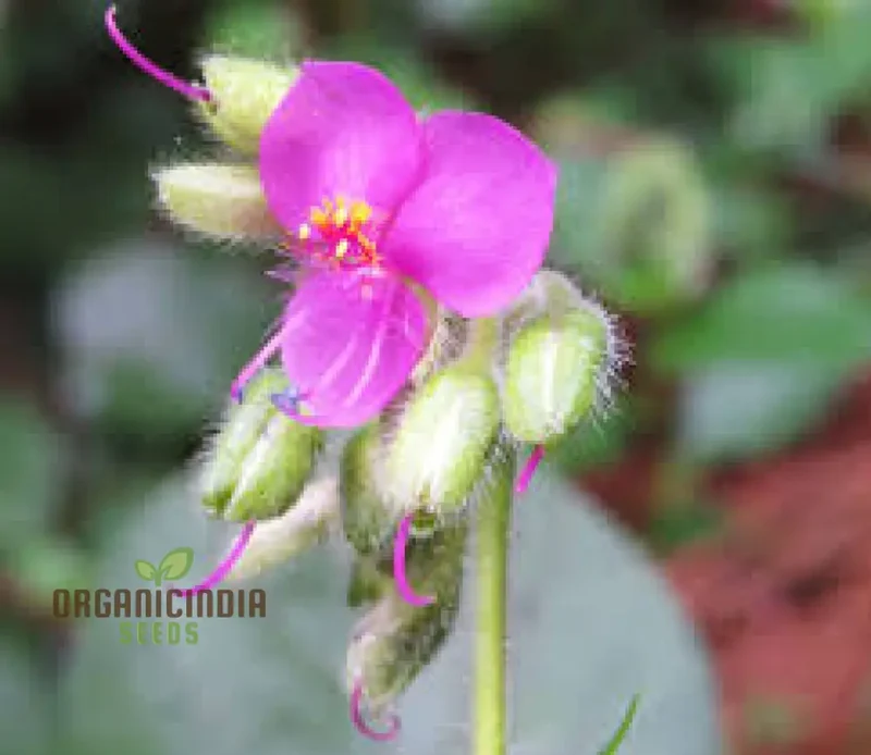 TINANTIA ERECTA Seeds for Gardening Enthusiasts - Premium Quality Seeds