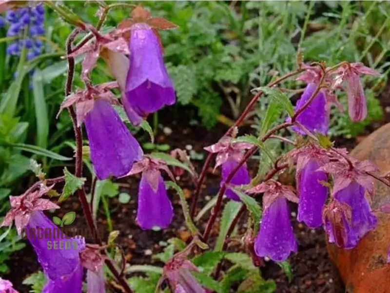 Symphandra Wanneri Seeds: Cultivate Beauty and Biodiversity in Your Green Spaces!