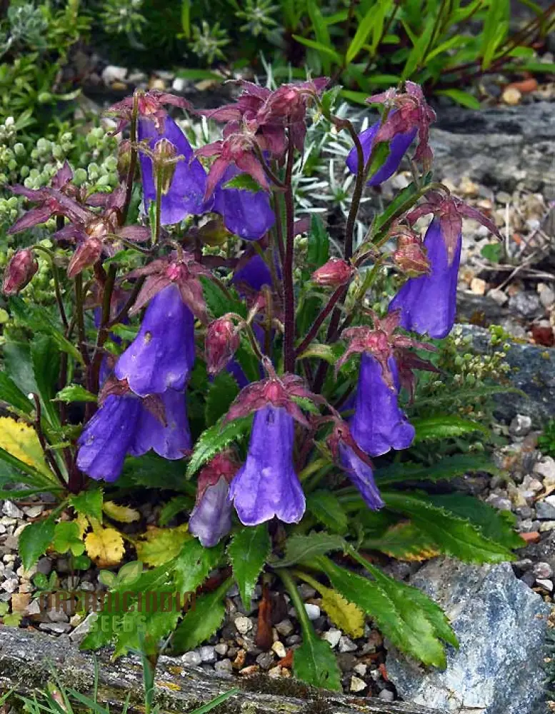 Symphandra Wanneri Seeds: Cultivate Beauty and Biodiversity in Your Green Spaces!