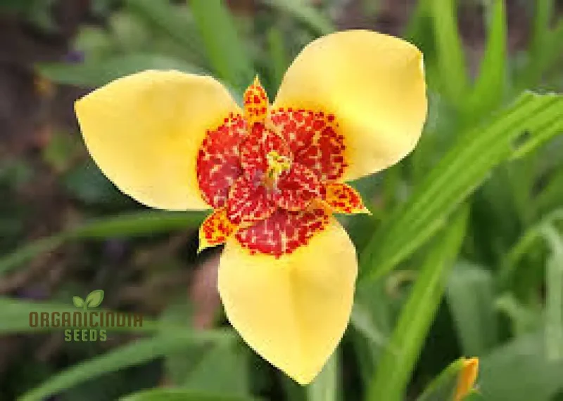 Tigridia Pavonia Yellow Flower Seeds - Exotic Garden Seeds for Summer Blooms and Gardening Enthusiasts