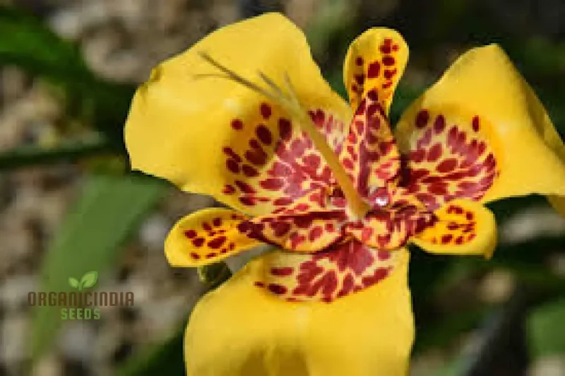 Tigridia Pavonia Yellow Flower Seeds - Exotic Garden Seeds for Summer Blooms and Gardening Enthusiasts