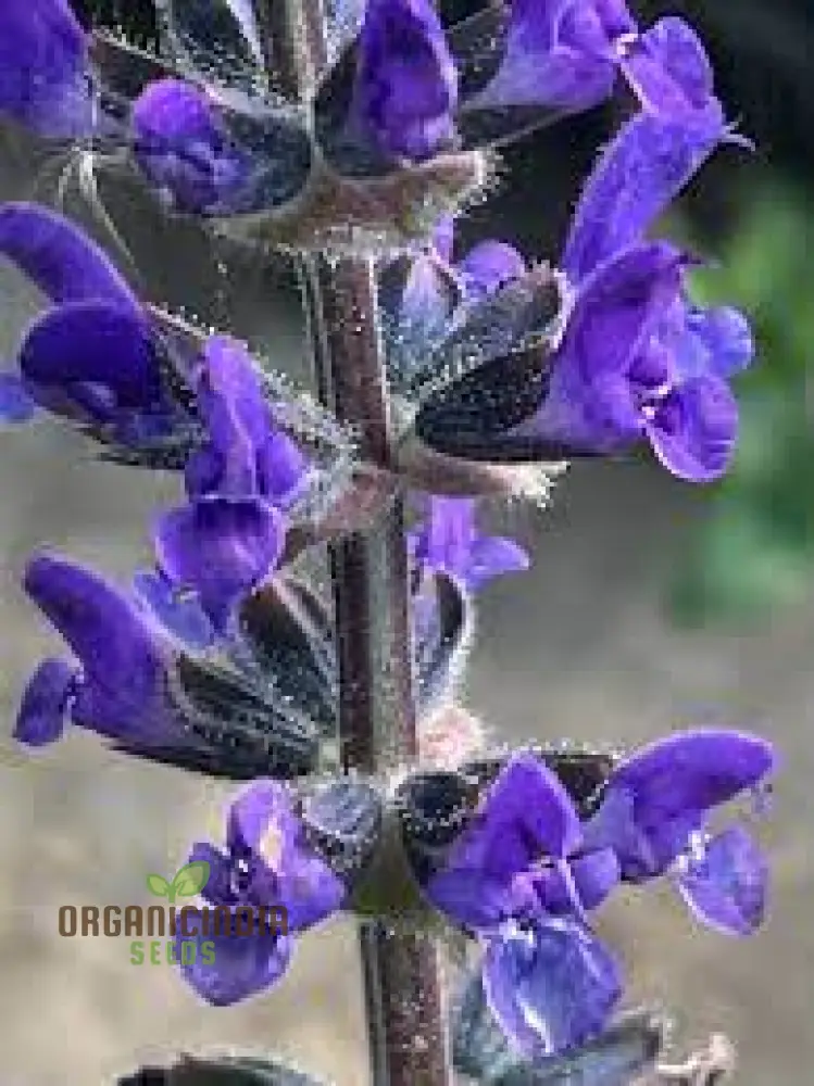 Salvia Seeds (Salvia Verbenaca Seeds) – Premium Herbaceous Perennial for Gardens