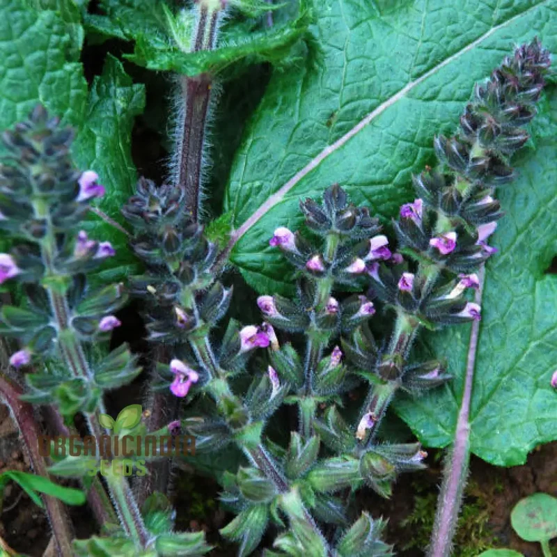 Salvia Seeds (Salvia Verbenaca Seeds) – Premium Herbaceous Perennial for Gardens