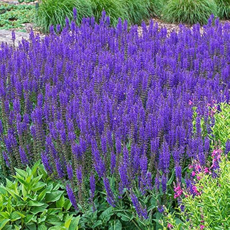 Salvia Seeds (Salvia Verbenaca Seeds) – Premium Herbaceous Perennial for Gardens