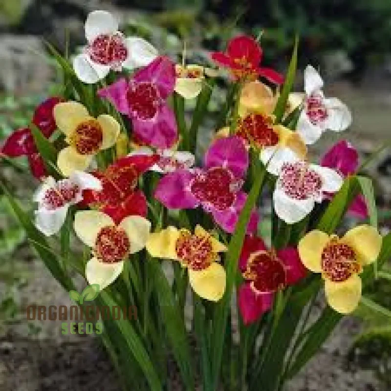 Tigridia Pavonia Mixed Colours Seeds - Exotic Gardening Seeds for Vibrant Summer Blooms