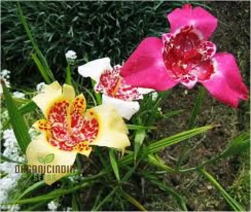 Tigridia Pavonia Mixed Colours Seeds - Exotic Gardening Seeds for Vibrant Summer Blooms