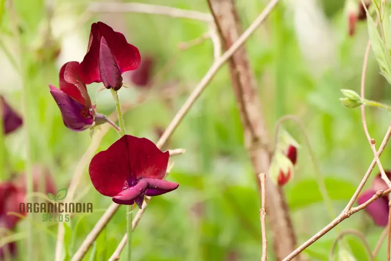 Sweet Pea 'Black Knight' Seeds – Elevate Your Garden with Fragrant, Dark Blooms for a Stunning Floral Display!