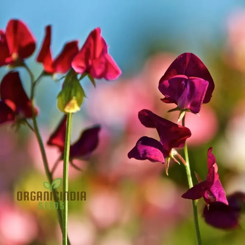Sweet Pea 'Black Knight' Seeds – Elevate Your Garden with Fragrant, Dark Blooms for a Stunning Floral Display!