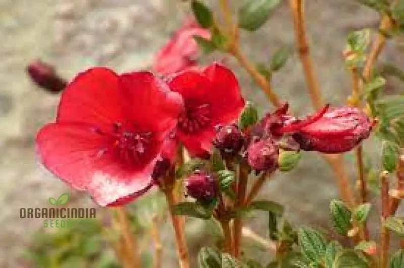 Tibouchina Grossa Seeds - Exotic Purple Princess Flower seeds for Planting| Buy Rare Brazilian Glorybush Seeds