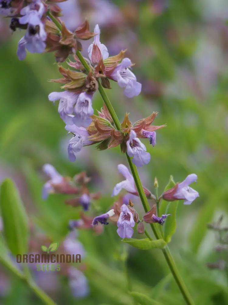 Salvia Tomentosa Seeds - Premium Quality Seeds for Gardening Enthusiasts, Perfect for Creating Vibrant, Hardy Gardens - Buy Organic Seeds Online