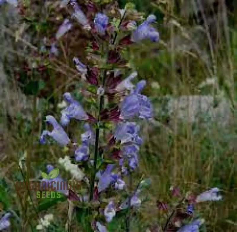 Salvia Tomentosa Seeds - Premium Quality Seeds for Gardening Enthusiasts, Perfect for Creating Vibrant, Hardy Gardens - Buy Organic Seeds Online
