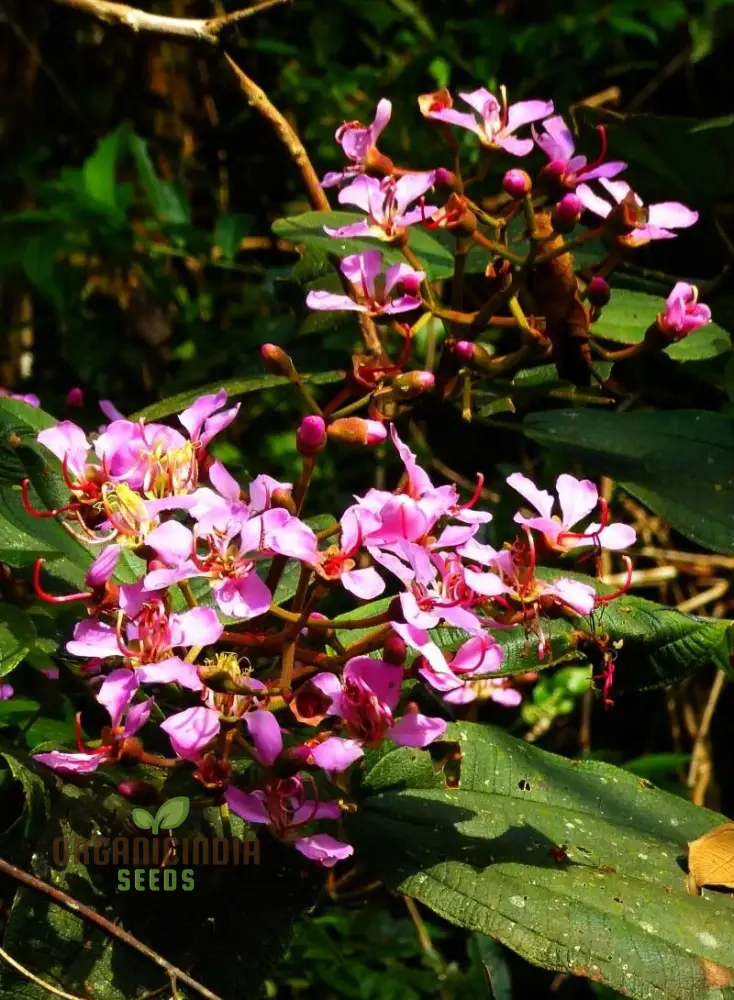 TIBOUCHINA FRATERNA Seeds - Exquisite Purple Flowering Seeds for Your Garden | Premium Gardening Seeds