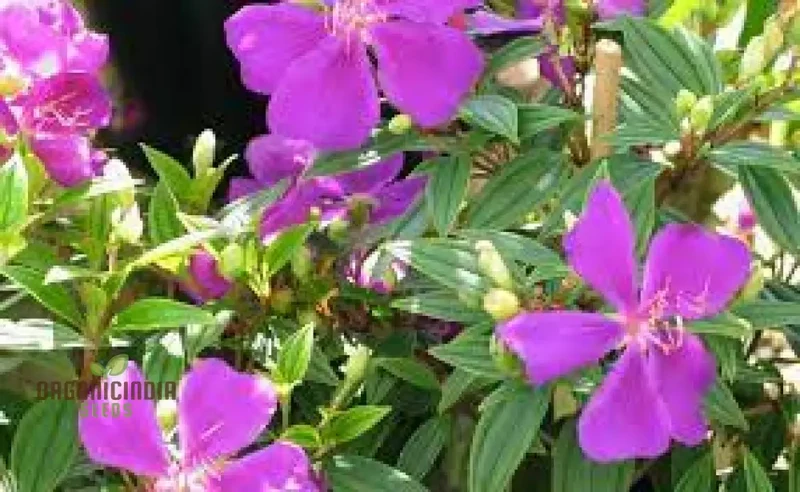 TIBOUCHINA FRATERNA Seeds - Exquisite Purple Flowering Seeds for Your Garden | Premium Gardening Seeds