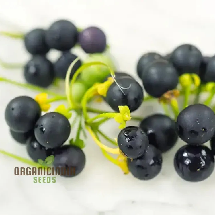 Wonderberry Seeds - Planting and Gardening Delight | Organic Gardening Seeds