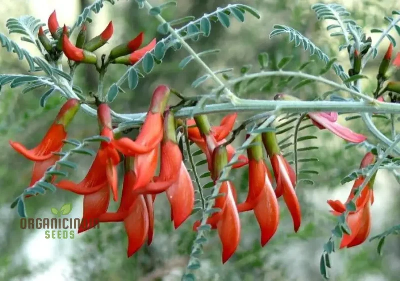 Sutherlandia Frutescens Seeds African Bush Willow seeds for Planting