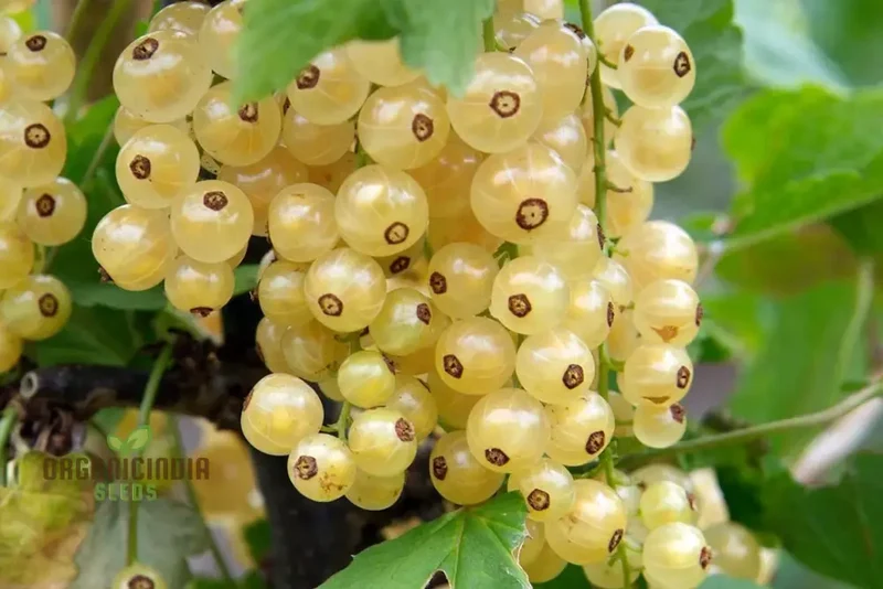 WHITE CURRANT (Rubrum Alba) Seeds for Gardening - Premium Quality, Organic, and Ideal for Home Gardens