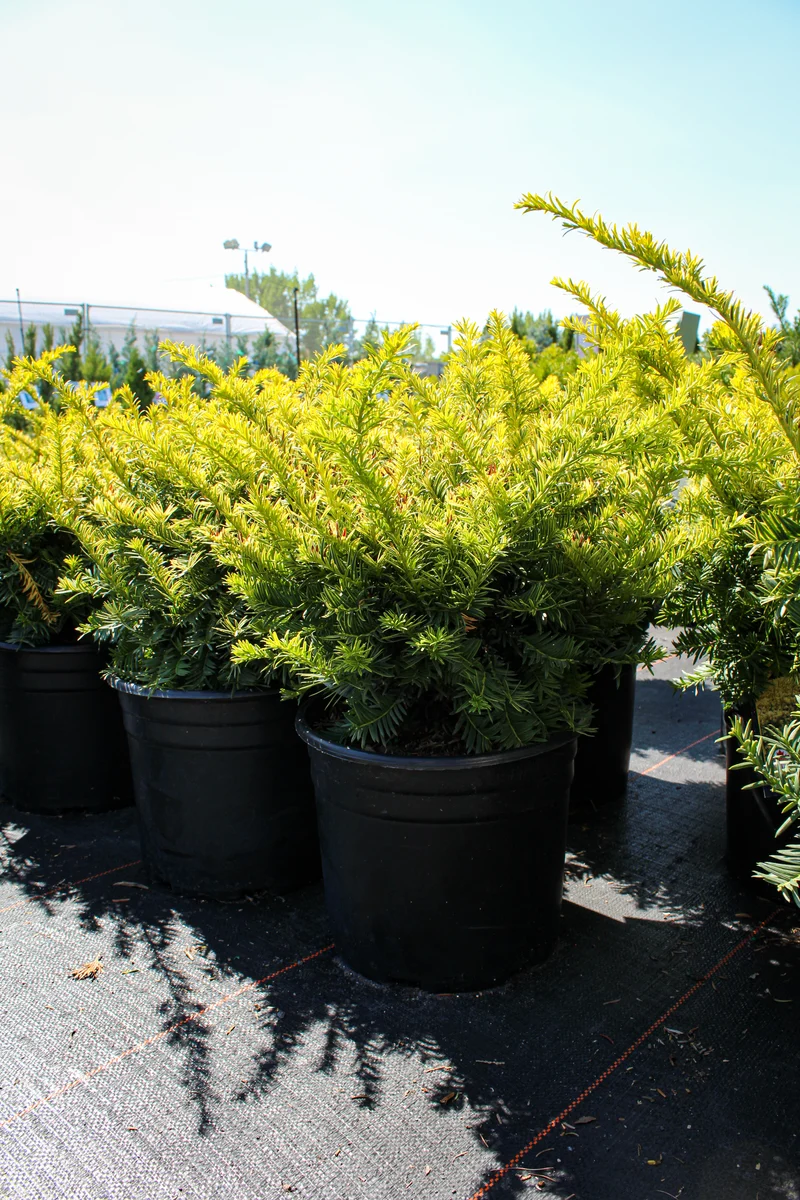 If hybride ‘Sunburst’ ( Taxus × media ‘Sunburst’)