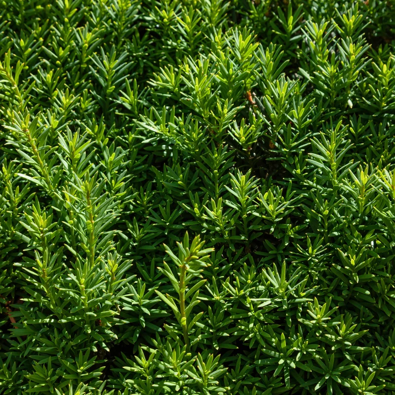 If du Japon ‘Nova’ ( Taxus cuspidata ‘Nova’)