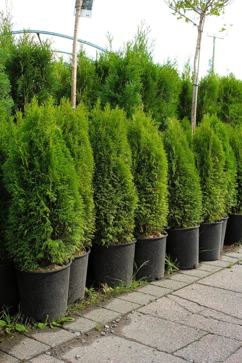 Thuya occidental nain ‘Emerald Petite’ ( Thuja occidentalis ‘Emerald Petite’)