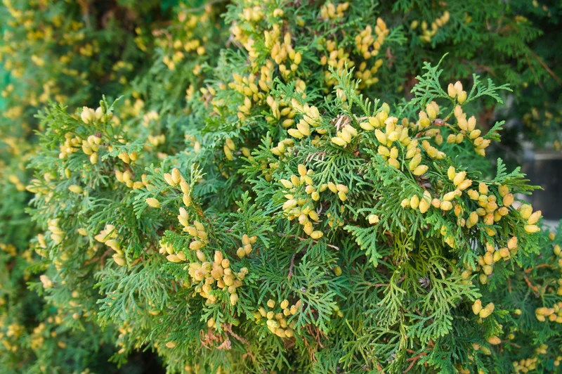 Thuya occidental ‘Holmstrup’ ( Thuja occidentalis ‘Holmstrup’)