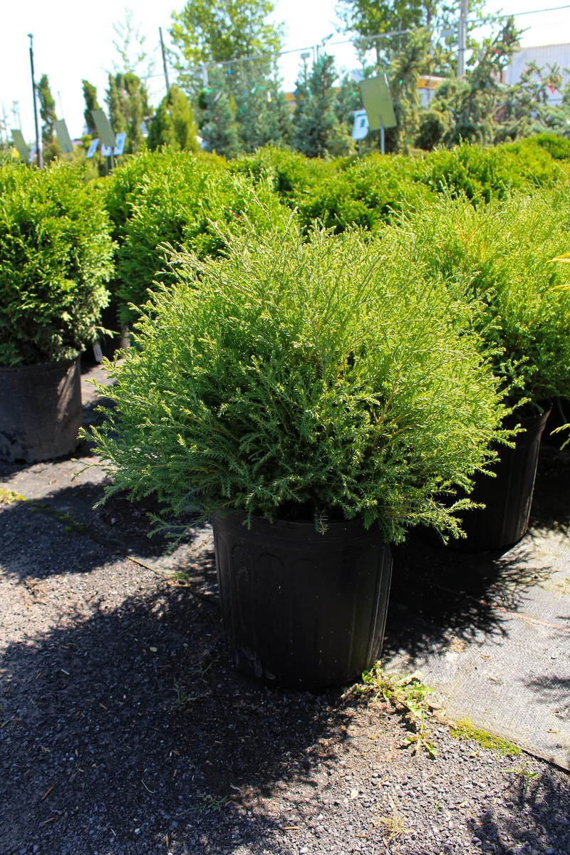 Thuya occidental nain ‘Mr. Bowling Ball’ ( Thuja occidentalis ‘Mr. Bowling Ball’)