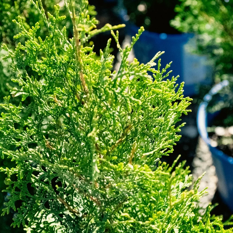Thuya occidental ‘Private Jet’ ( Thuja occidentalis ‘Private Jet’)