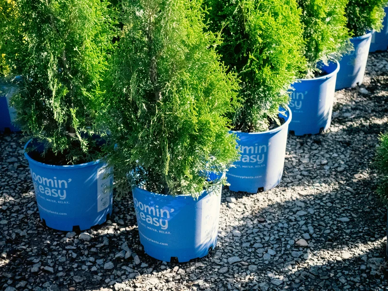 Thuya occidental ‘Private Jet’ ( Thuja occidentalis ‘Private Jet’)