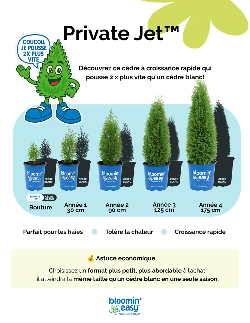 Thuya occidental ‘Private Jet’ ( Thuja occidentalis ‘Private Jet’)
