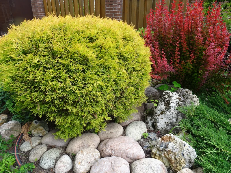 Thuya occidental doré ‘Sunkist’ ( Thuja occidentalis ‘Sunkist’)