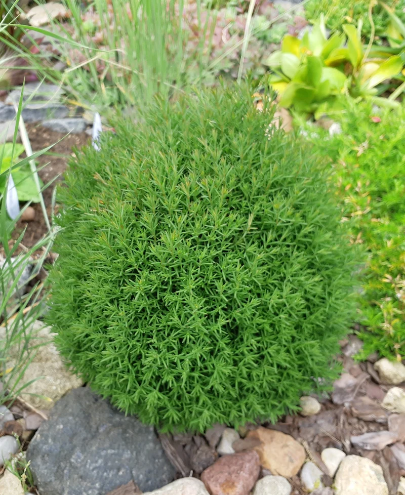 Thuya occidental ‘Teddy’ ( Thuja occidentalis ‘Teddy’)