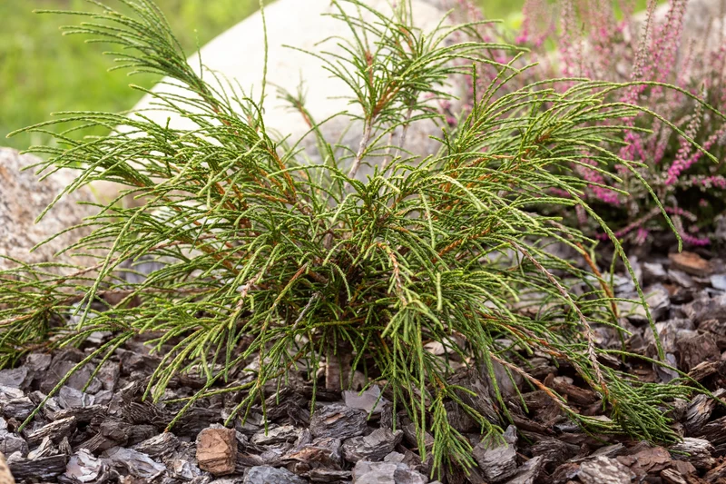 Thuya géant ‘Whipcord’ ( Thuja plicata ‘Whipcord’)