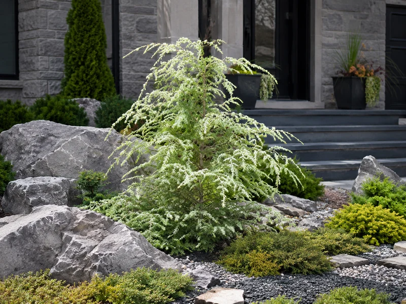 Pruche du Canada ‘Summer Snow’ ( Tsuga canadensis ‘Summer Snow’)