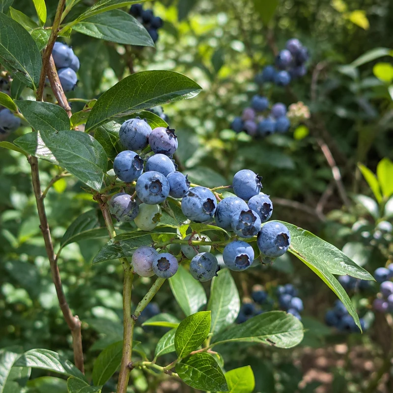 Bleuet en corymbe ( Vaccinium corymbosum )