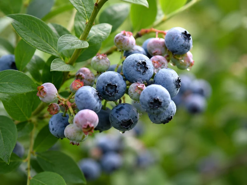 Bleuet en corymbe ‘Bluetta’ ( Vaccinium corymbosum ‘Bluetta’)