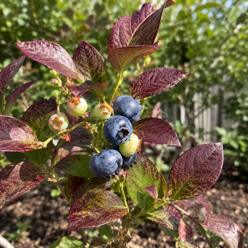 Bleuet en corymbe ‘Cabernet Splash’ ( Vaccinium corymbosum ‘Cabernet Splash’)
