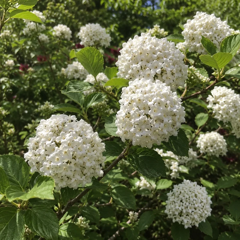 Viorne parfumée de Carlcephalum ( Viburnum × carlcephalum )
