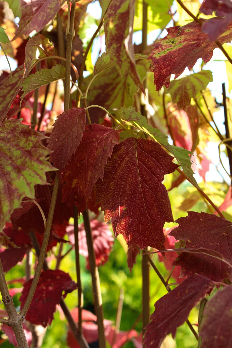 Viorne à feuilles dentées ( Viburnum dentatum )