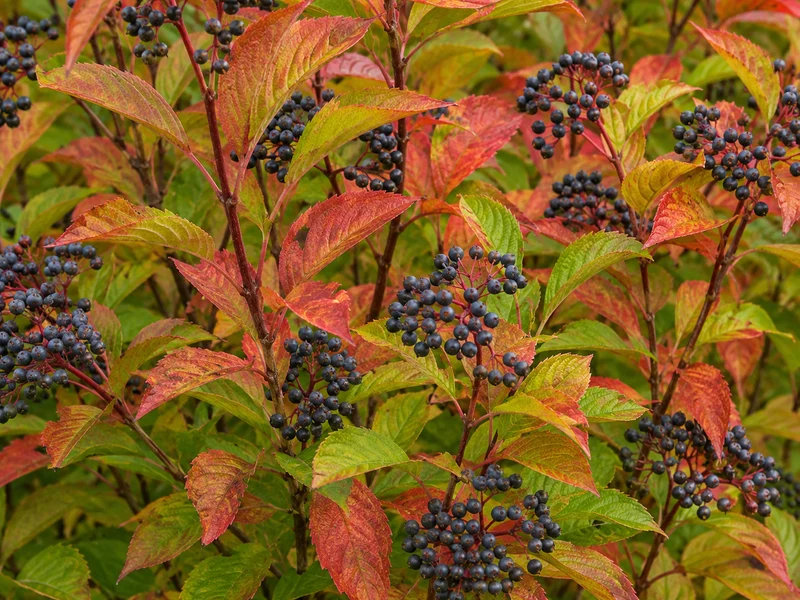 Viorne ‘Chicago Lustre’ ( Viburnum dentatum ‘Chicago Lustre’)