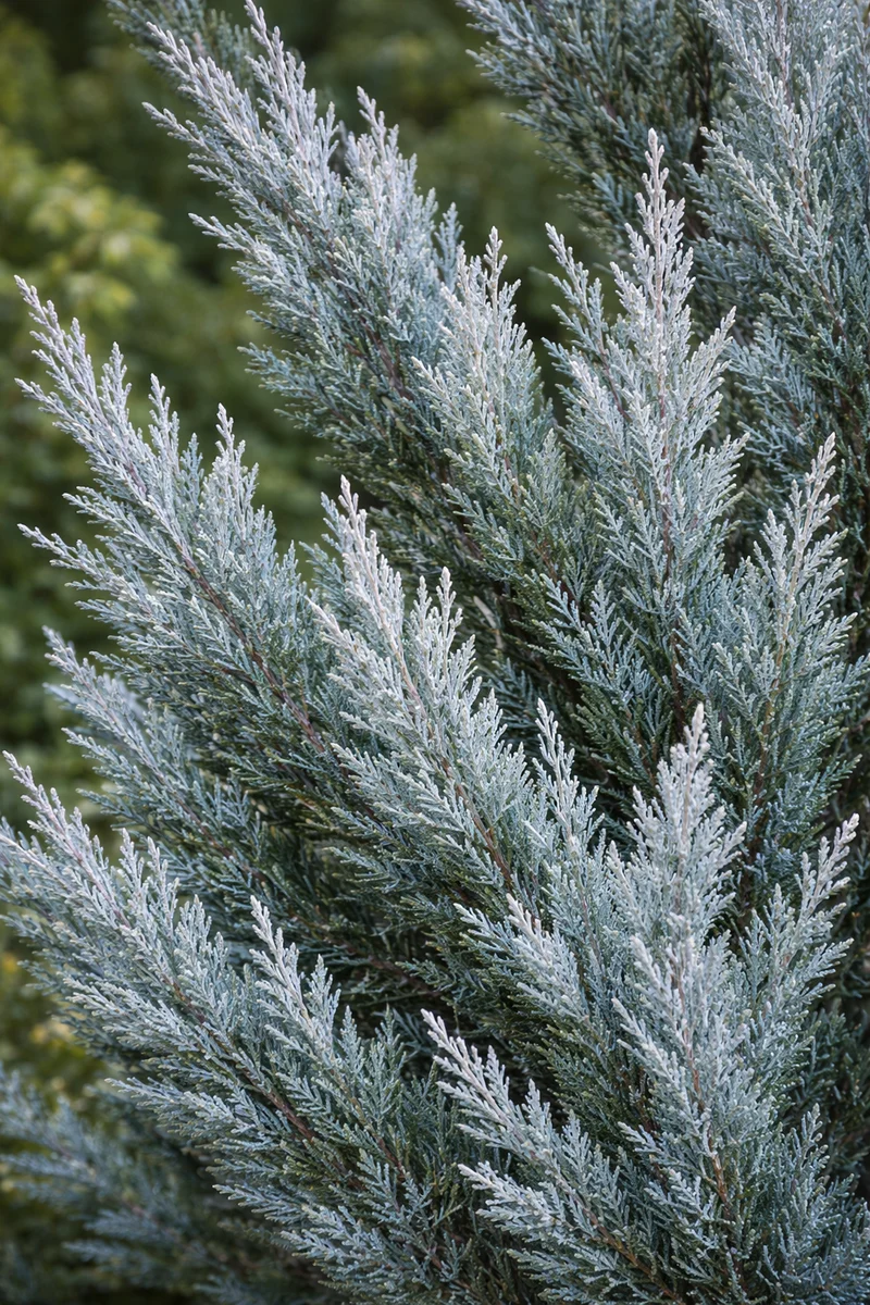 Genévrier des Rocheuses ‘Moonglow’ ( Juniperus scopulorum ‘Moonglow’)
