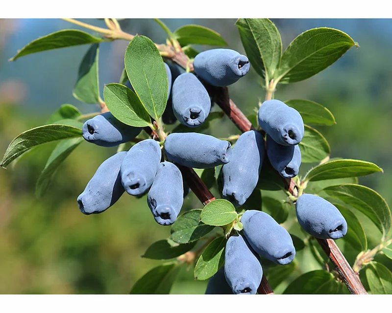 Camerisier ‘Aurora’ ( Lonicera caerulea ‘Aurora’)