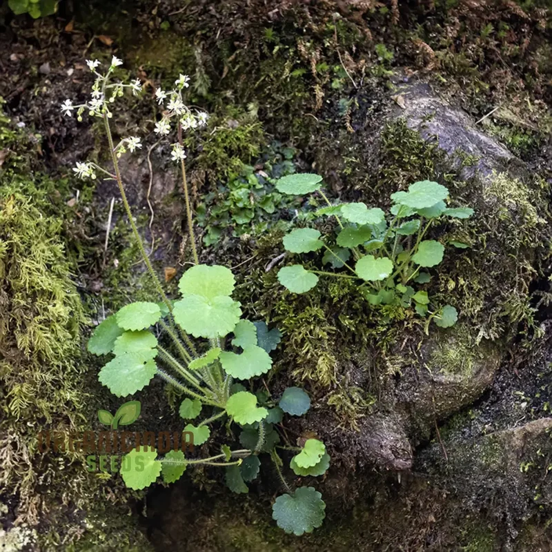 Saxifraga Hirsuta Seeds for Gardening - Perfect for Beautiful and Lush Gardens, High-Quality Seeds for Successful Planting and Growth