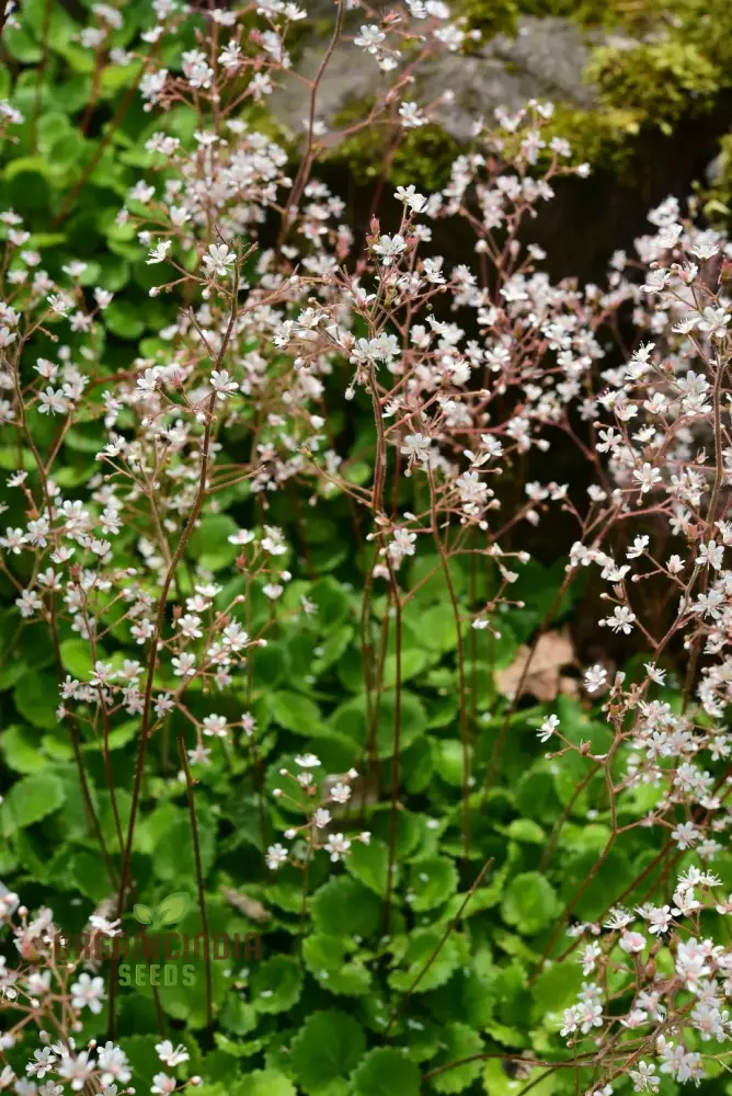 Saxifraga Hirsuta Seeds for Gardening - Perfect for Beautiful and Lush Gardens, High-Quality Seeds for Successful Planting and Growth
